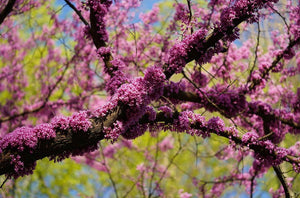 Tree Blooms In The Spring